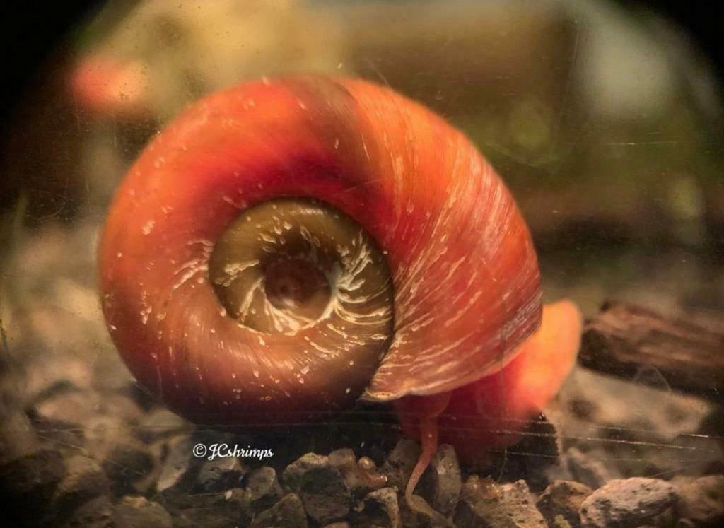 Posthoorn slak roze | Ramshoorn slakken, Slak of Weekdier
