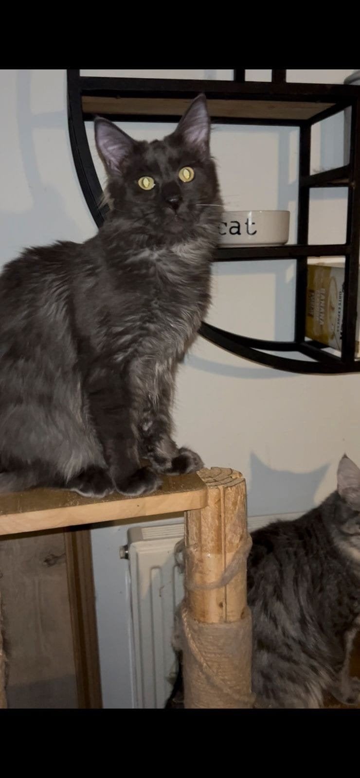maine coon poes, Poes, 0 tot 2 jaar