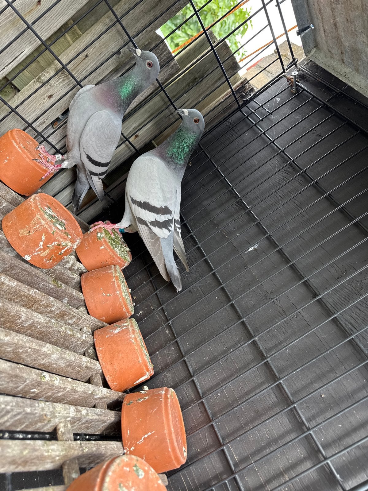 Gratis 3 postduiven, Dieren en Toebehoren, Vogels | Duiven, Meerdere dieren, Postduif