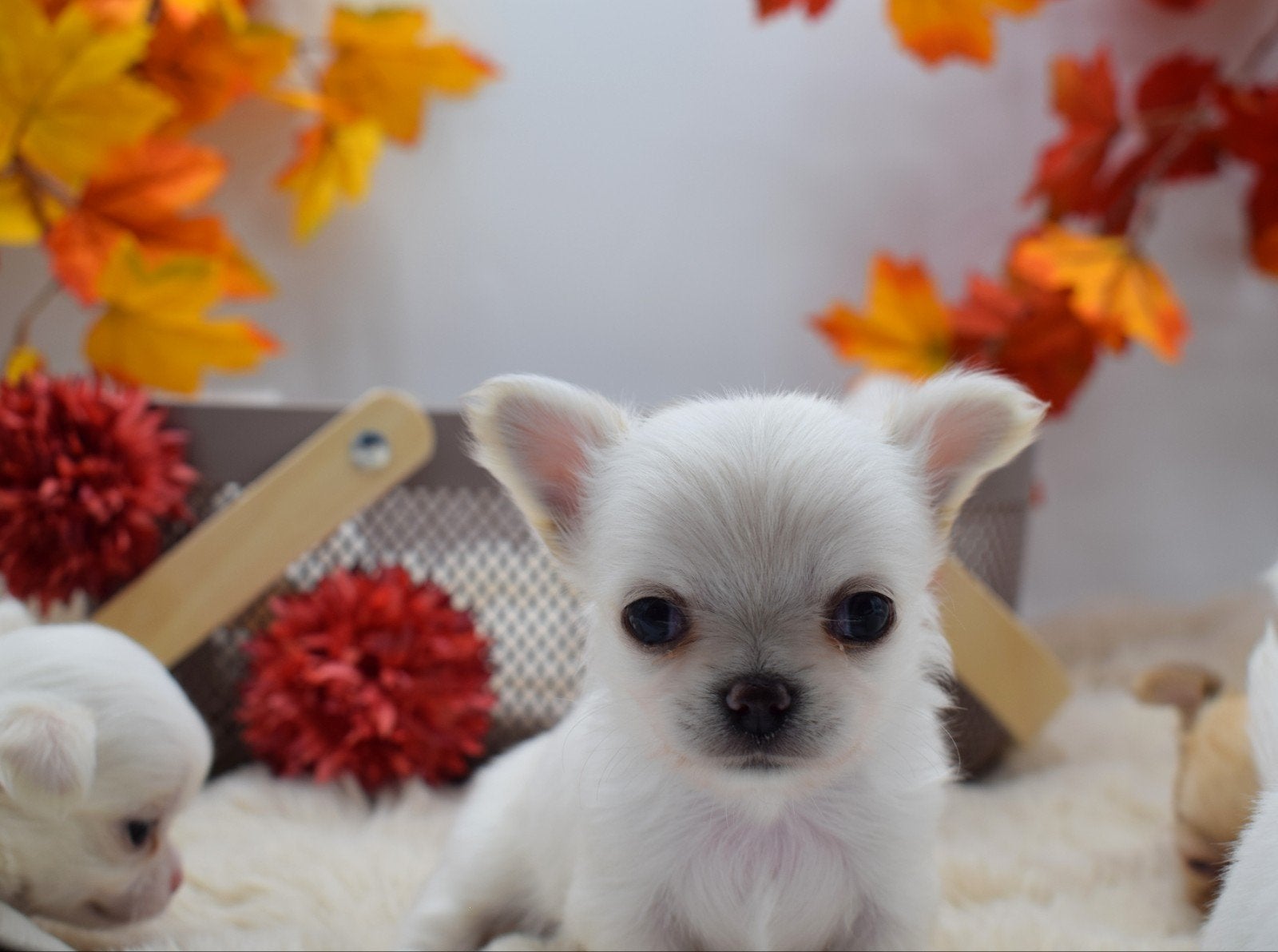 Nog 1 chihuahua pup reutje FCI stamboom, Dieren en Toebehoren, CDV (hondenziekte), 8 tot 15 weken, Meerdere, Nederland
