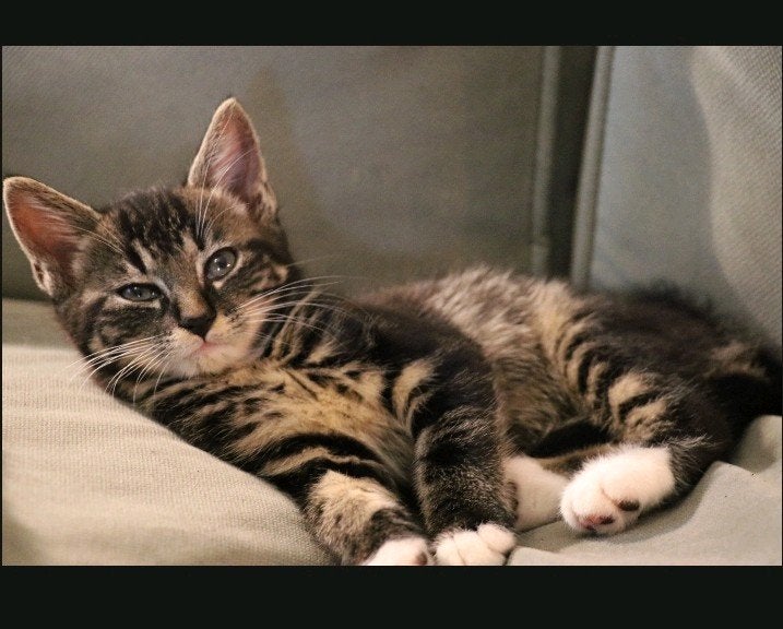 lieve kittens te koop, Meerdere dieren