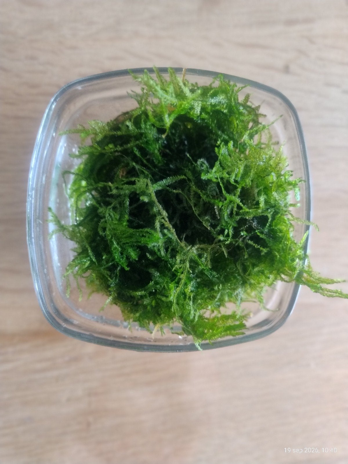 javamos voor in je aquarium, Ophalen of Verzenden, Nieuw, Plant(en), Steen of Hout