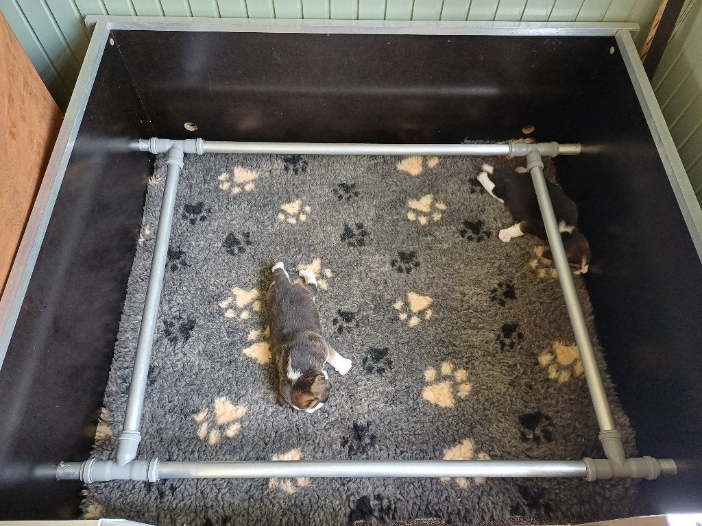 Werpkist, Ophalen, Minder dan 65 cm, Hondenhok, Zo goed als nieuw