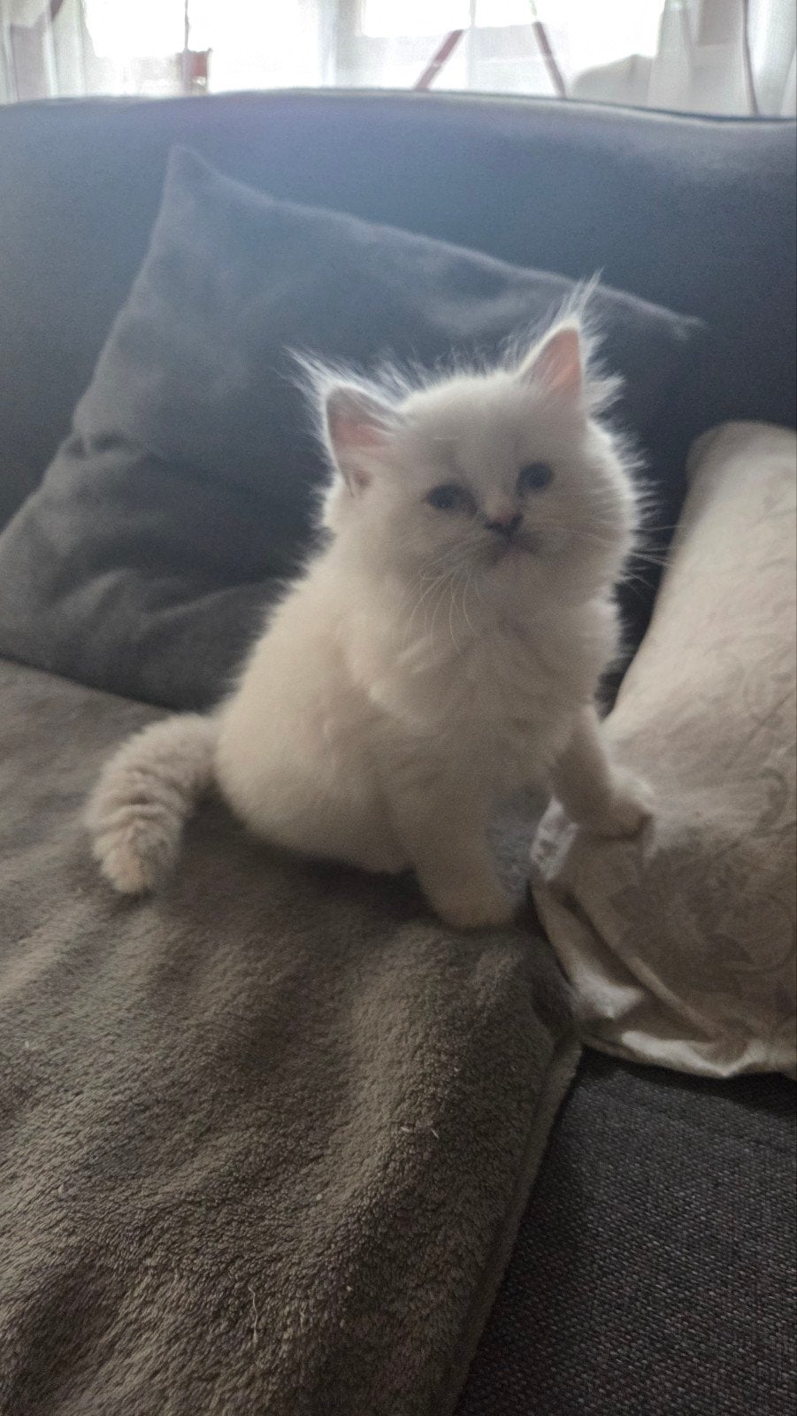 Ragdolls kittens, Dieren en Toebehoren, Katten en Kittens | Raskatten | Langhaar, Meerdere dieren