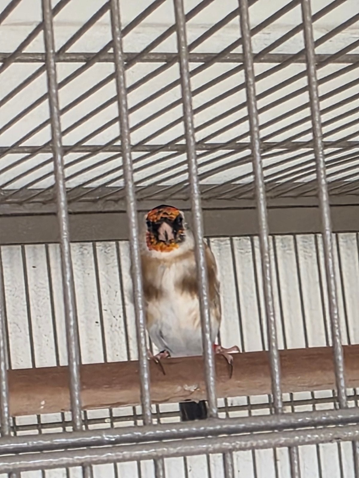 parva putter Pop geringd 2025, Vrouwelijk, Wildzangvogel, Geringd