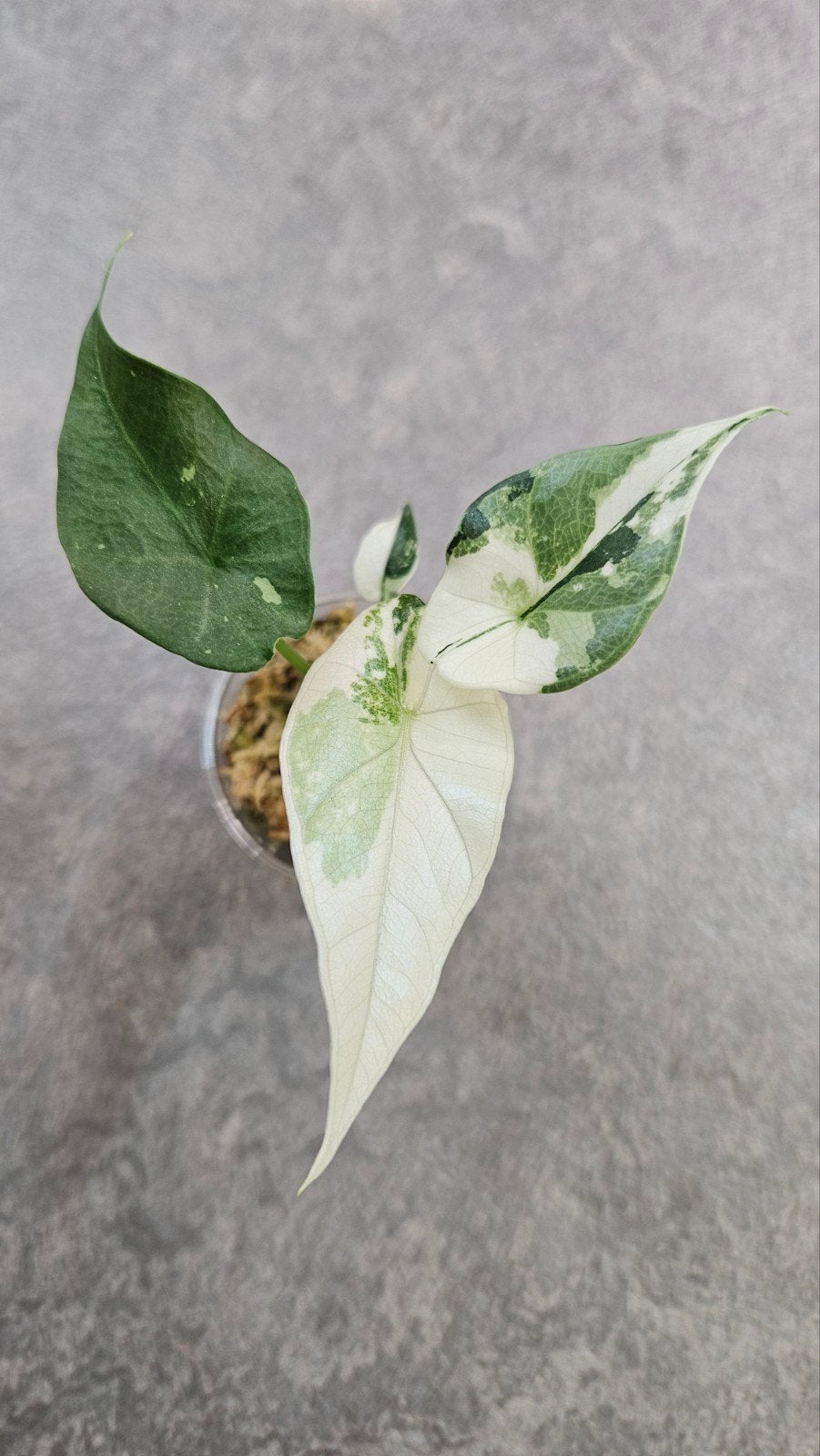 Alocasia Simpo Albo Variegata, Ophalen of Verzenden, Halfschaduw, Minder dan 100 cm