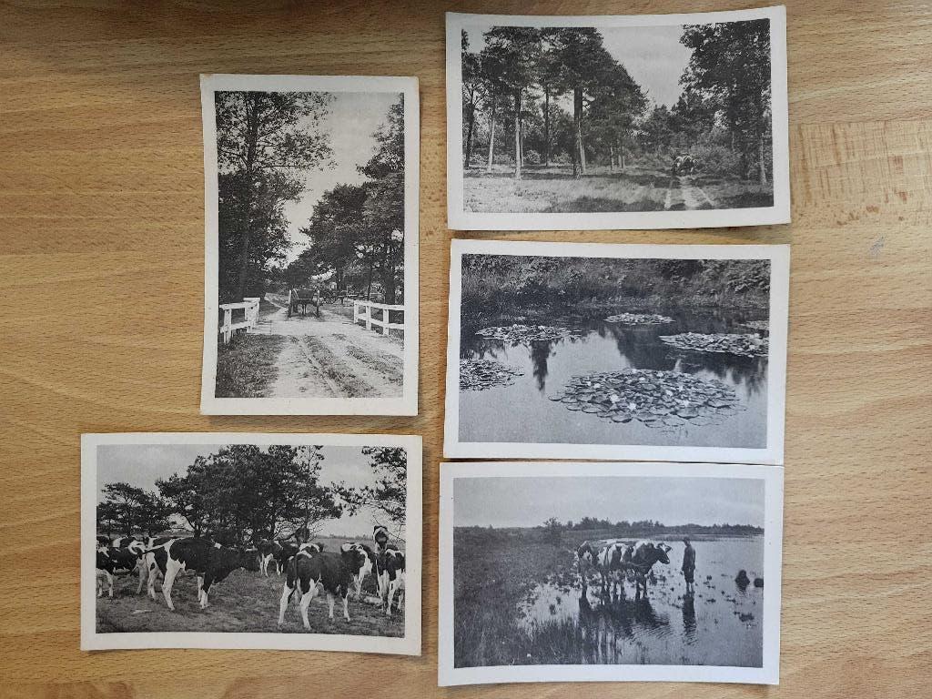ansicht SET 5x Ontginningen te Hilvarenbeek KOEIEN, Ophalen of Verzenden, Voor 1920, Noord-Brabant