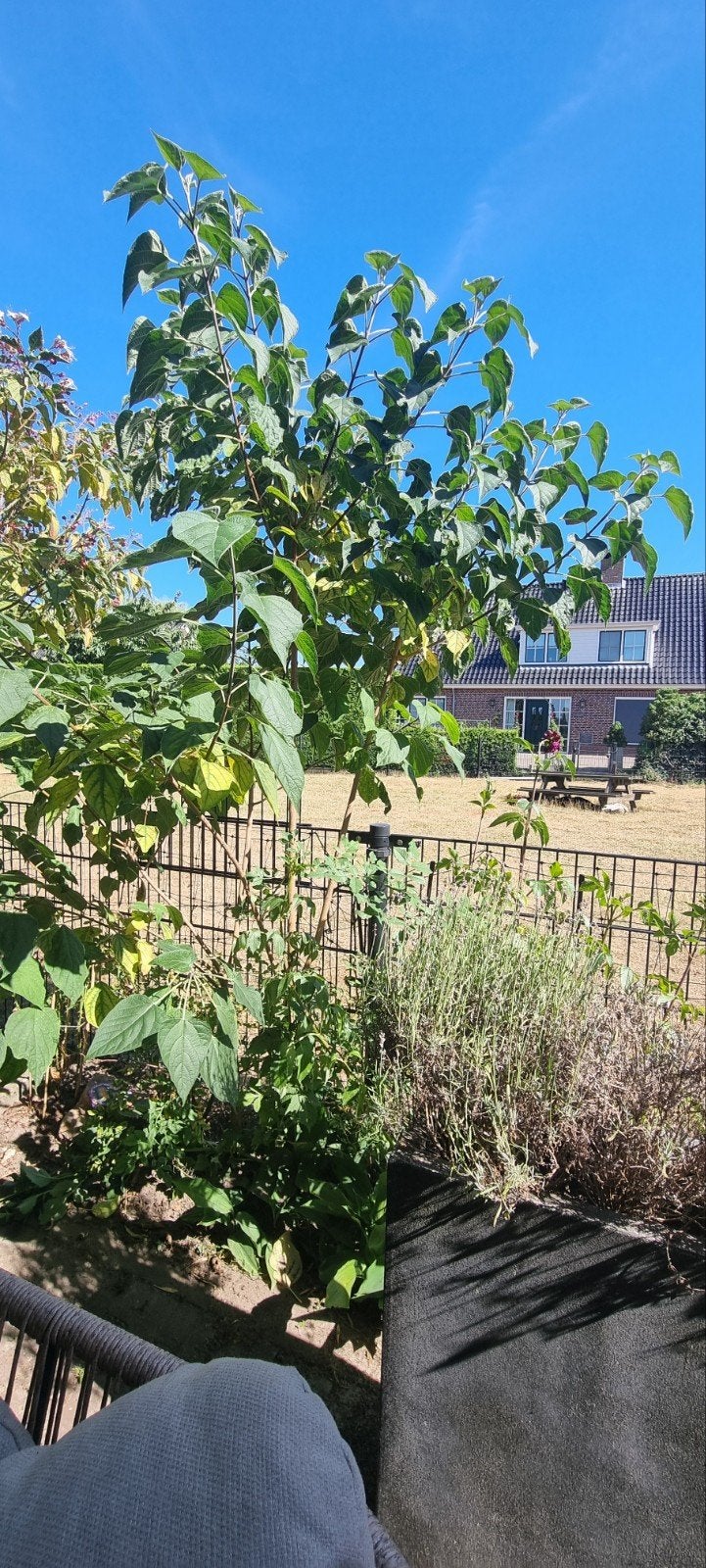 kansenboom / pindakaasboom, Tuin en Terras, Planten | Bomen, Overige soorten, 250 tot 400 cm, Zomer, Ophalen