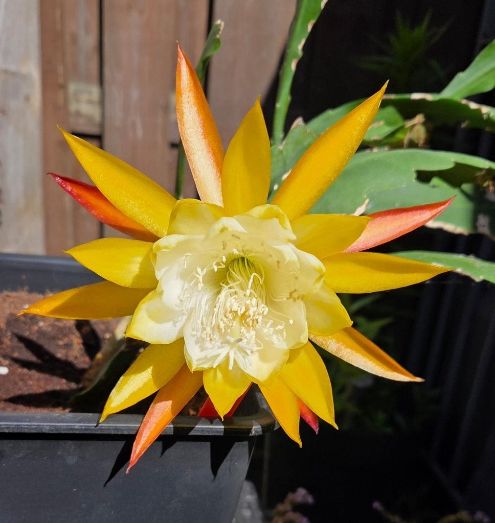 epiphyllum cactus callisto gewortelde stekken, Minder dan 100 cm, Bloeiende kamerplant, Halfschaduw, Ophalen of Verzenden