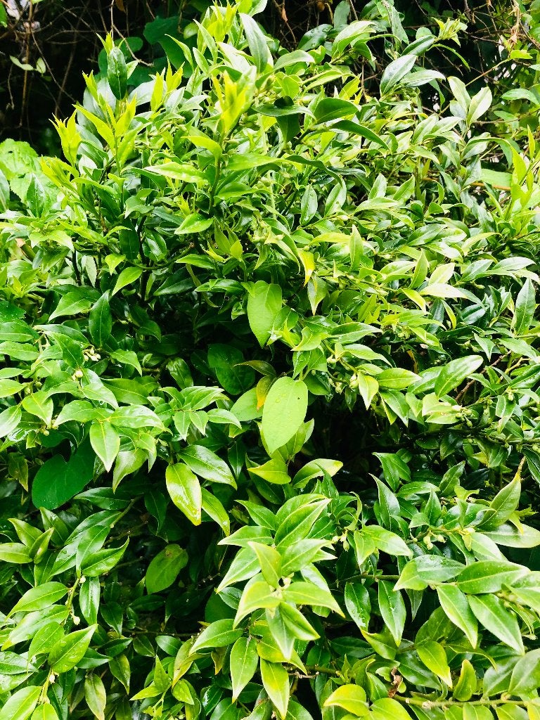 Sarcococca. Wintergroen, winter-bloeiend, heerlijk geurend, Overige soorten, Vaste plant, Ophalen of Verzenden, Halfschaduw
