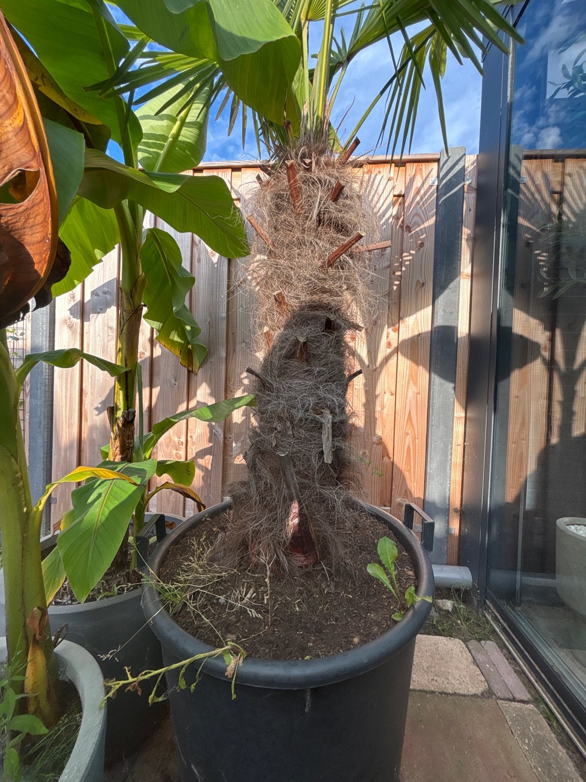 Grote Palmboom in Pot - Ideaal voor Terras of Tuin, Volle zon, Vaste plant, Bloeit niet, Ophalen