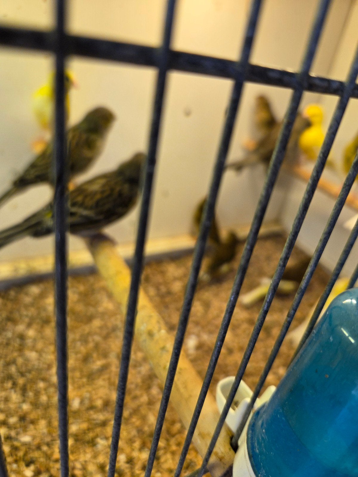 Diverse kanaries, Meerdere dieren, Kleurkanarie