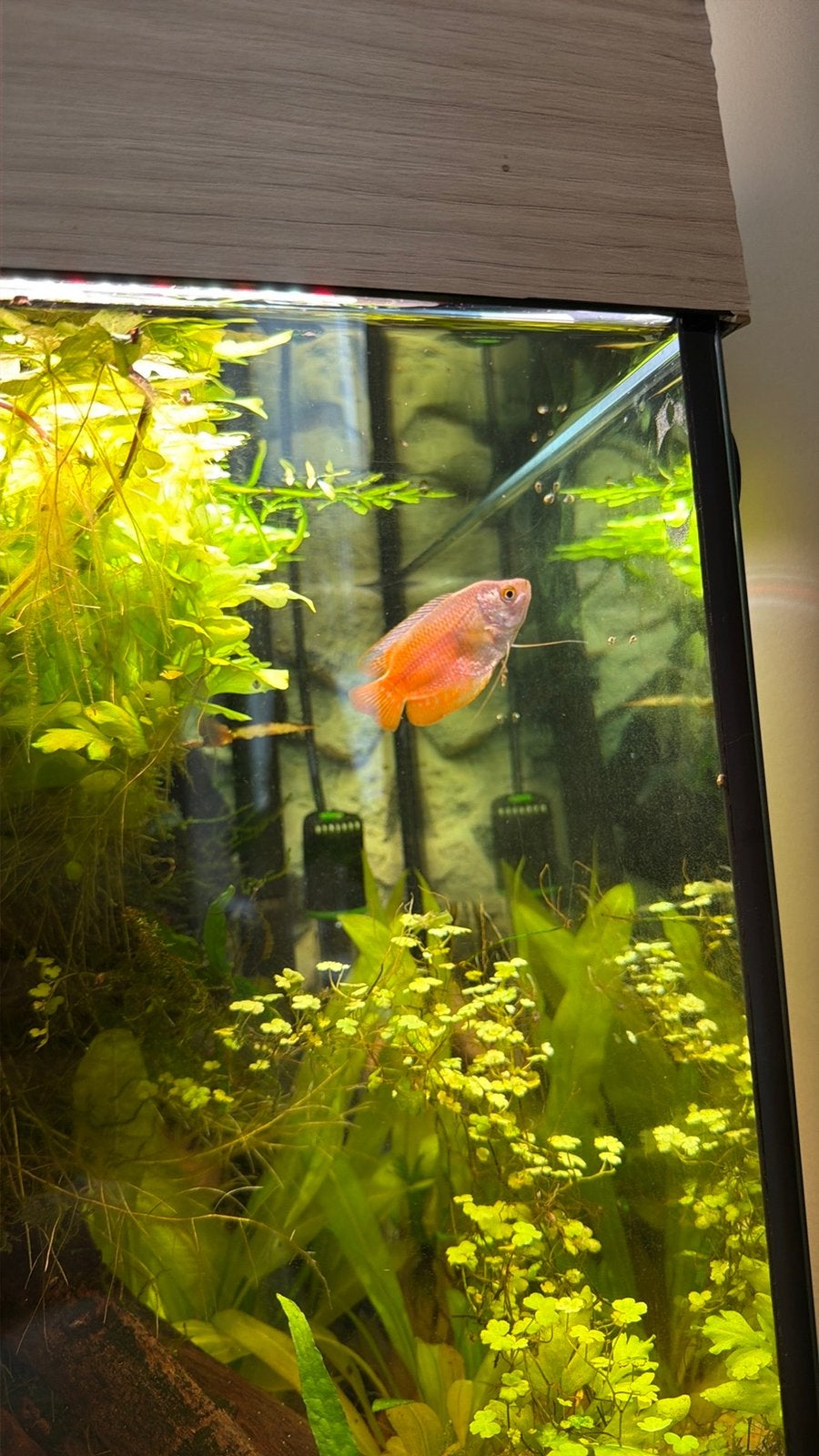 Gourami koppel, Vis