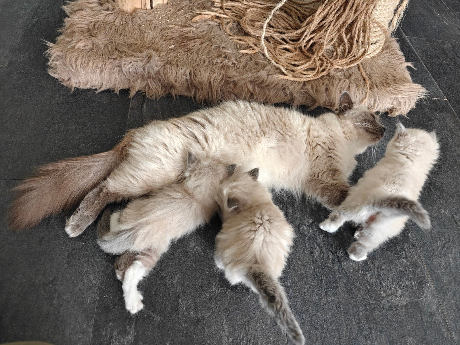 Prachtige BirmaDoll kittens (Licht blauwe ogen), Meerdere dieren, Langharig, 0 tot 2 jaar