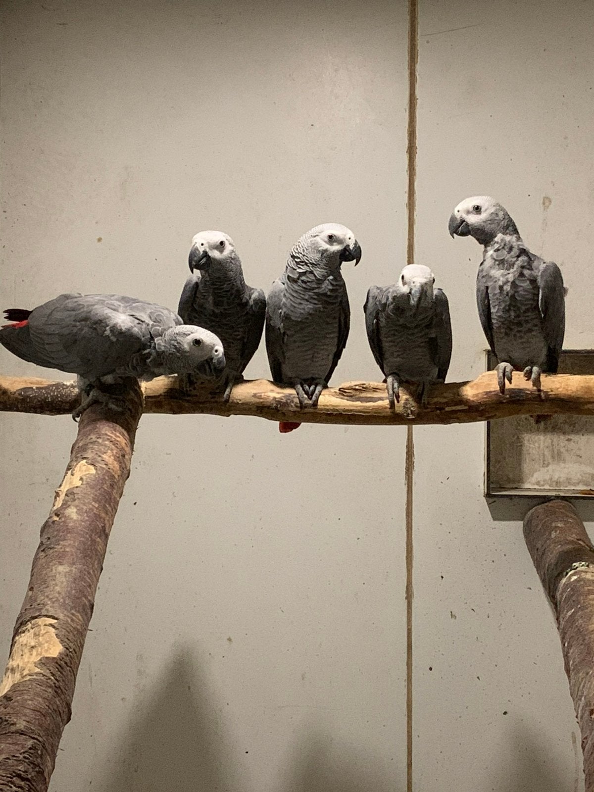 Grijze roodstaarten 2025, Dieren en Toebehoren, Vogels | Parkieten en Papegaaien, Vrouwelijk, Papegaai, Geringd