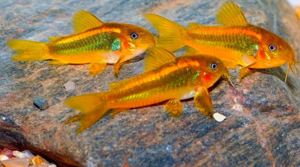 Corydoras, Dieren en Toebehoren, Vissen | Aquariumvissen, Vis, Zoetwatervis