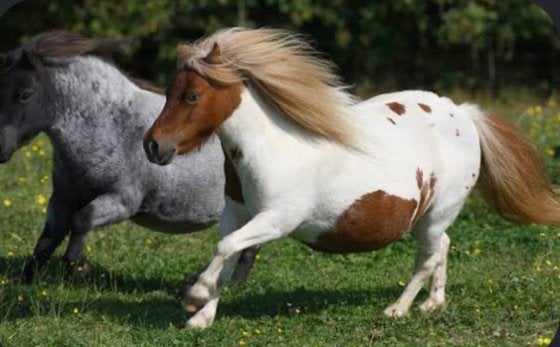 GEZOCHT: plek voor 2 shetlanders in NOORDWIJK, Dieren en Toebehoren, Stalling en Weidegang, Weidegang, 2 of 3 paarden of pony's