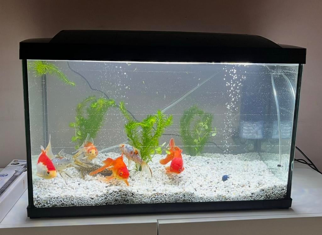 Juwel aquarium 100 liter in zeer nette staat, ZONDER vissen, Ophalen, Zo goed als nieuw, Leeg aquarium