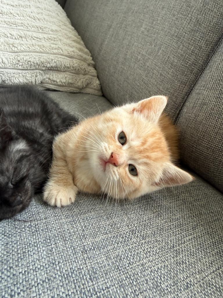 Britse/Europese korthaar kitten (8 weken), Dieren en Toebehoren, Kater, Kortharig, 0 tot 2 jaar