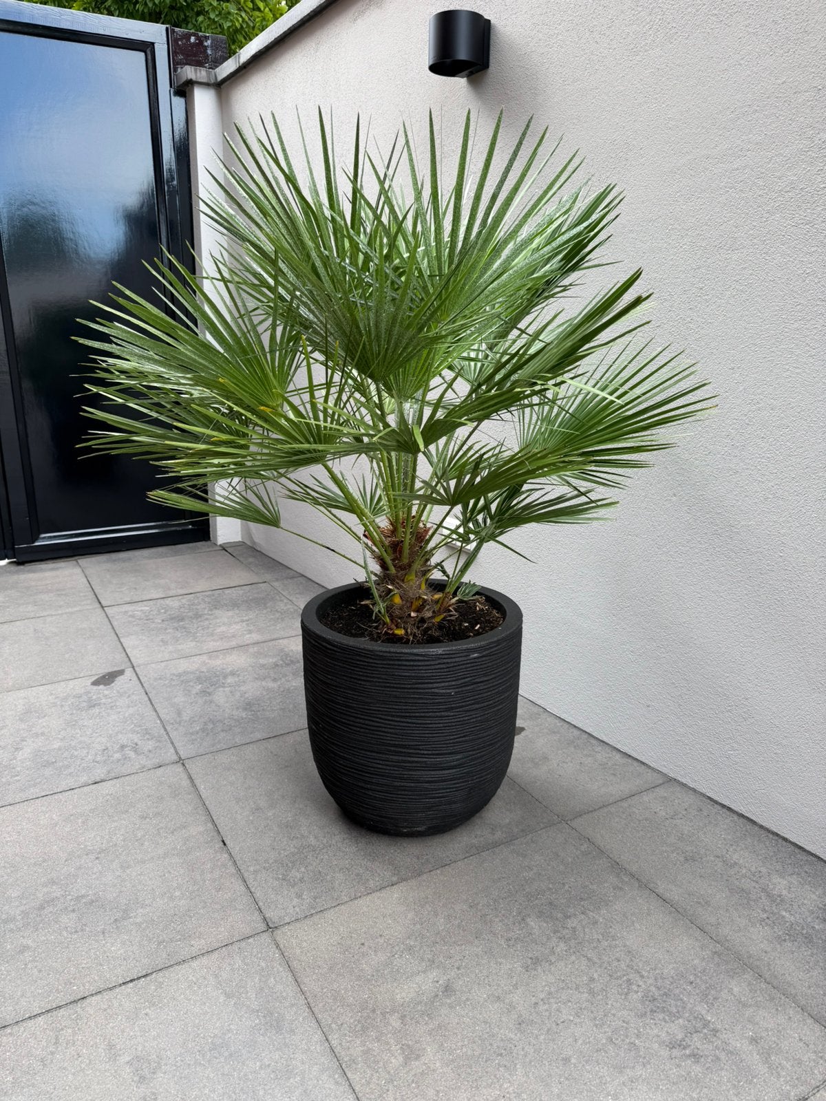 Zwart pot met palm Capi Rib, Ophalen