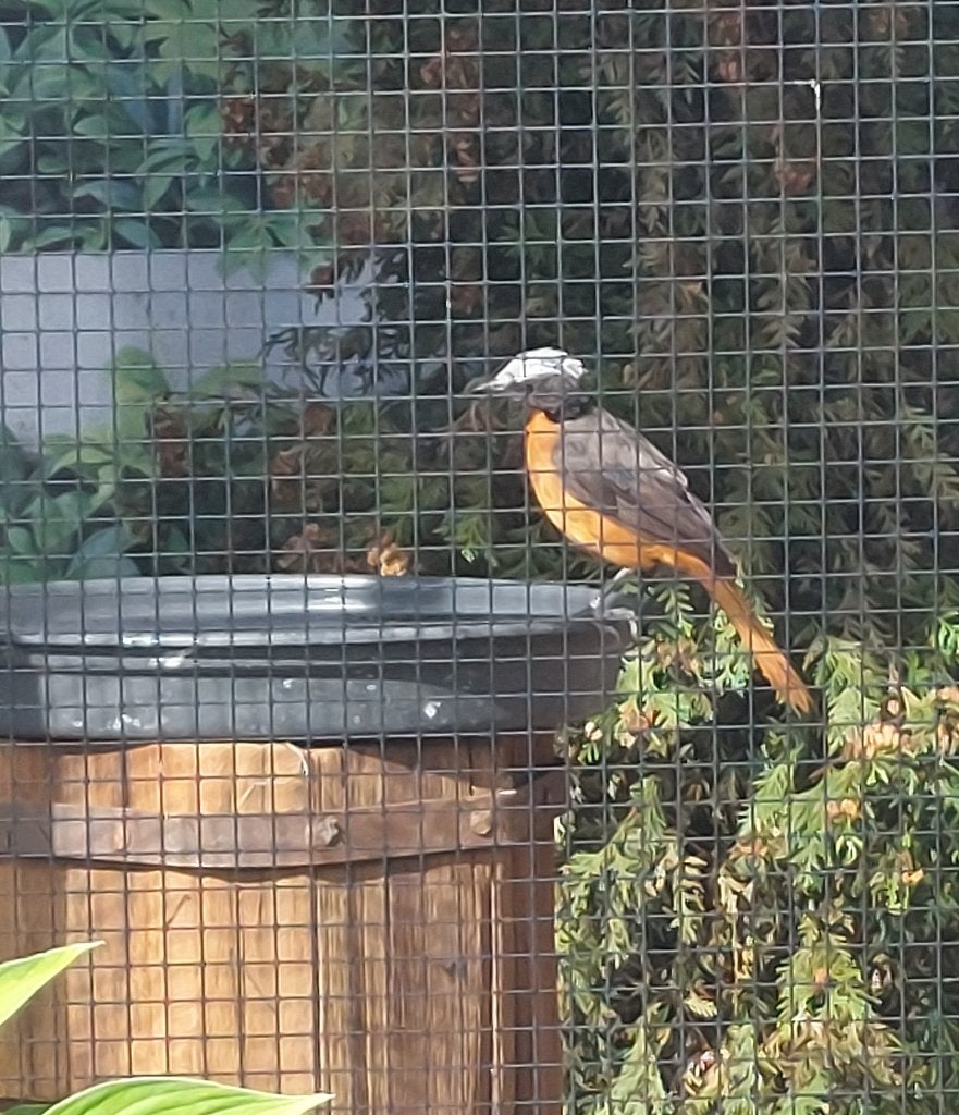 Witkoproodborsttapuit (Cossypha albicapillus), Dieren en Toebehoren, Vogels | Overige Vogels, Meerdere dieren, Tropenvogel, Geringd