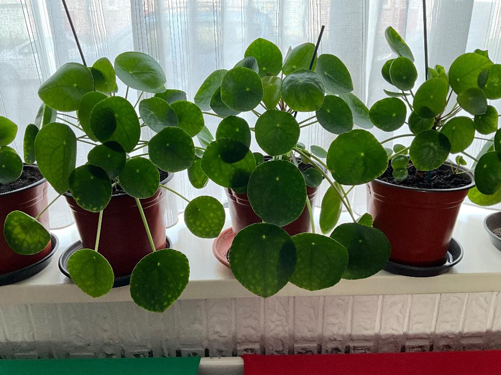 Pannenkoekplant  Pilea peperomioides , Huis en Inrichting, Kamerplanten, Ophalen, Halfschaduw, In pot, Minder dan 100 cm