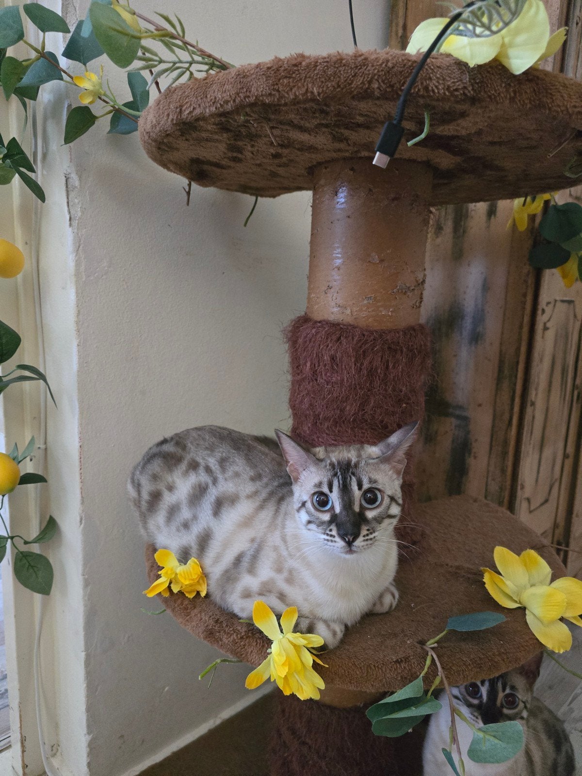 Snow/sneeuwbengaal poes, Dieren en Toebehoren, Katten en Kittens | Raskatten | Korthaar, Poes, Ingeënt, 0 tot 2 jaar