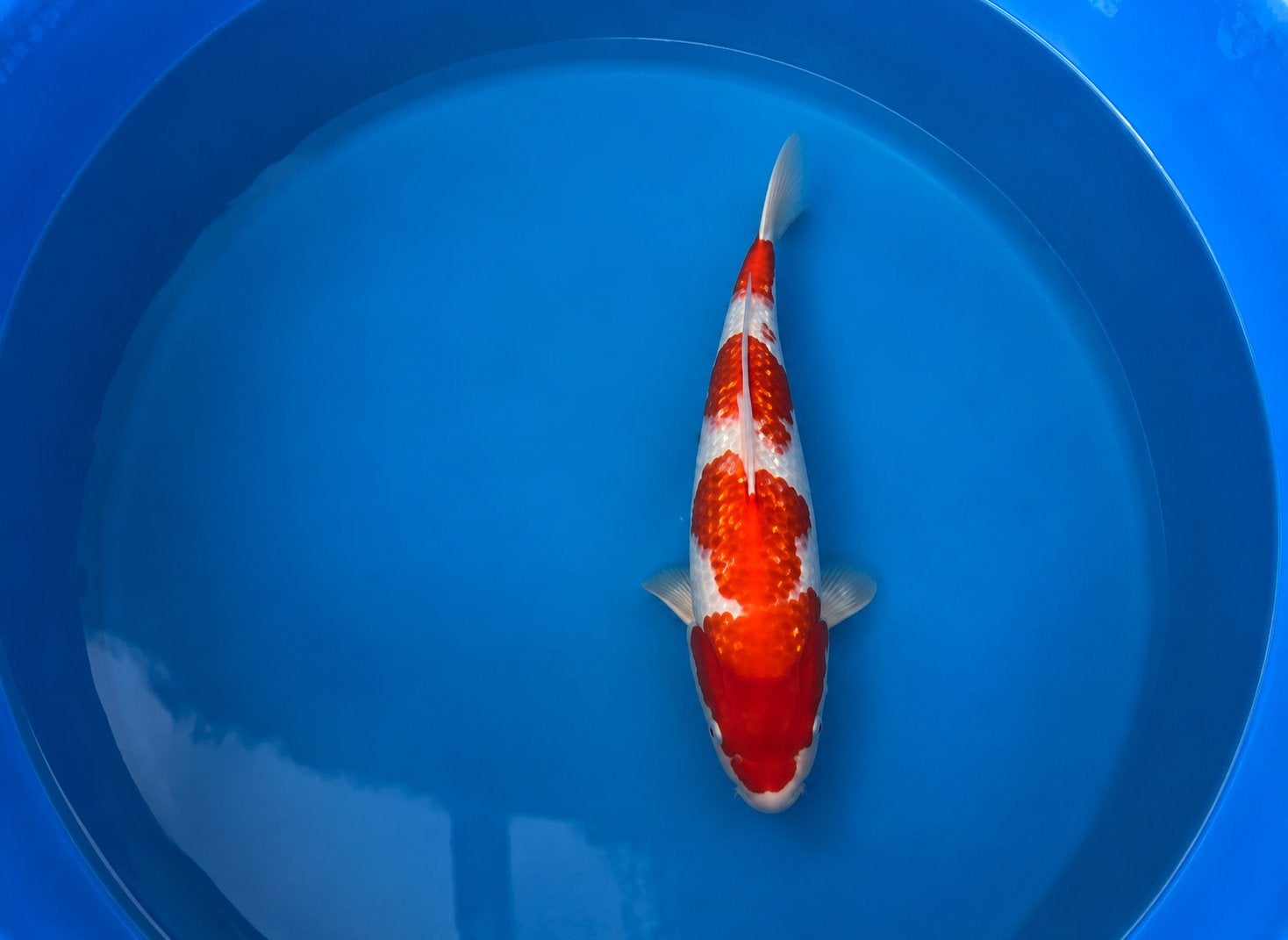 Prachtige! Japanse koi Ginrin Kohaku koopje!, Karper of Koi