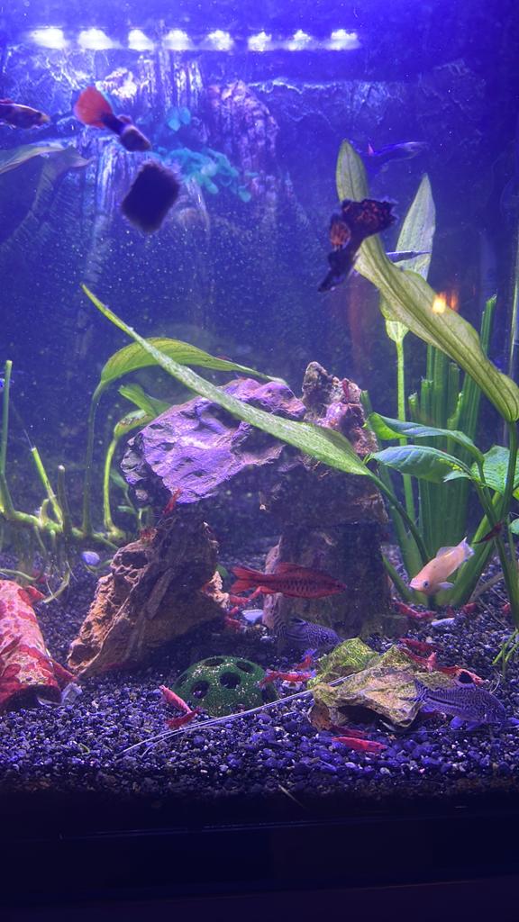 Rode garnalen, Dieren en Toebehoren, Vissen | Aquariumvissen, Kreeft, Krab of Garnaal, Zoetwatervis, Schoolvis