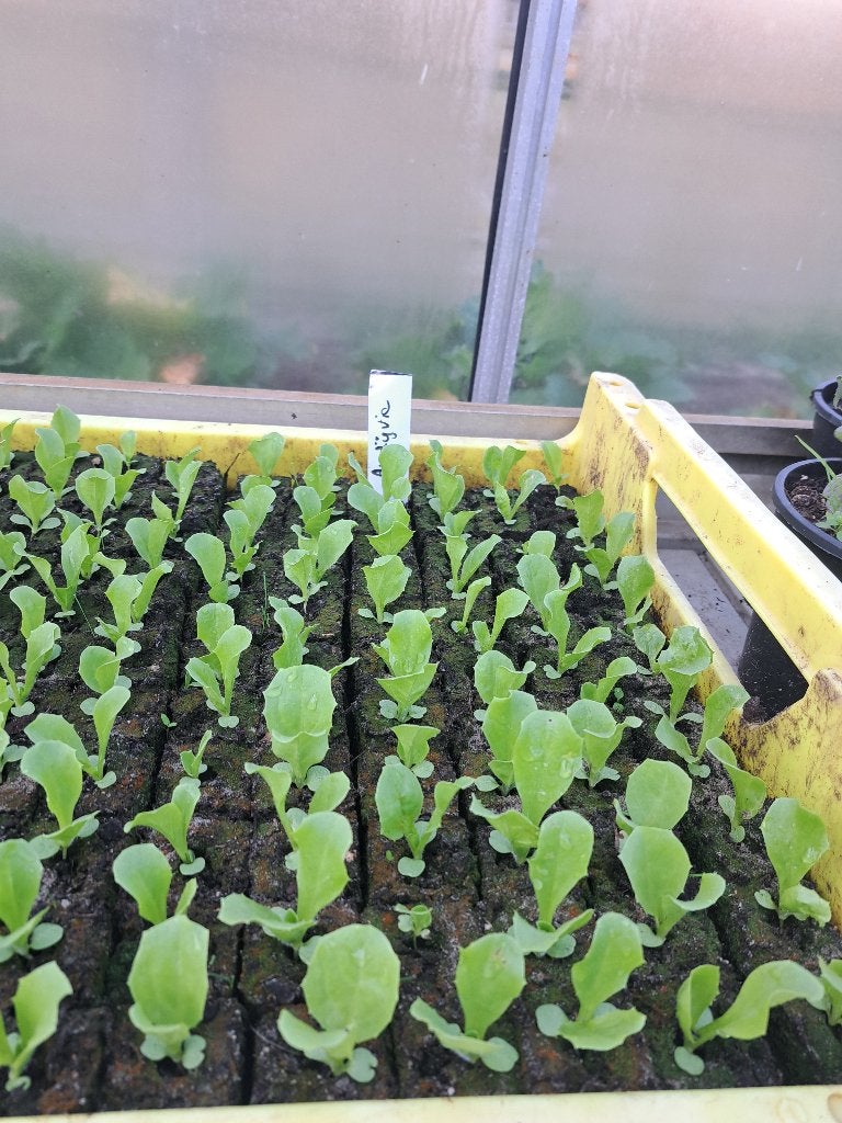Andijvie, basilicum, rabarber, Tuin en Terras, Volle zon, Groenteplanten, Eenjarig, Ophalen of Verzenden