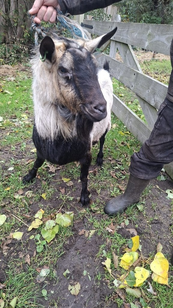 Mooie dekbok toggeburger / Alpine, Dieren en Toebehoren, Mannelijk, Geit, 3 tot 5 jaar