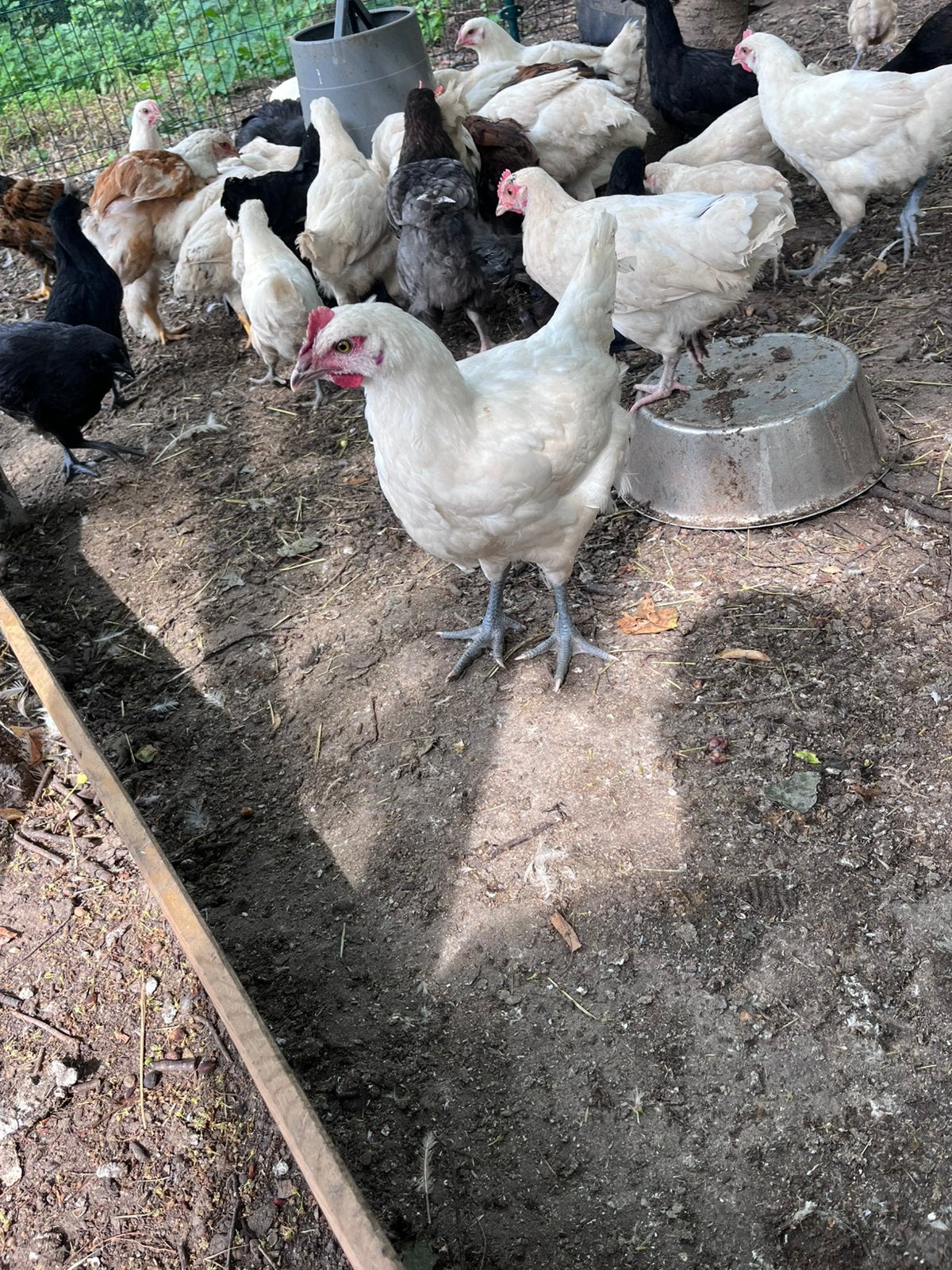 5 poule de bresse hanen, Dieren en Toebehoren, Mannelijk, Kip