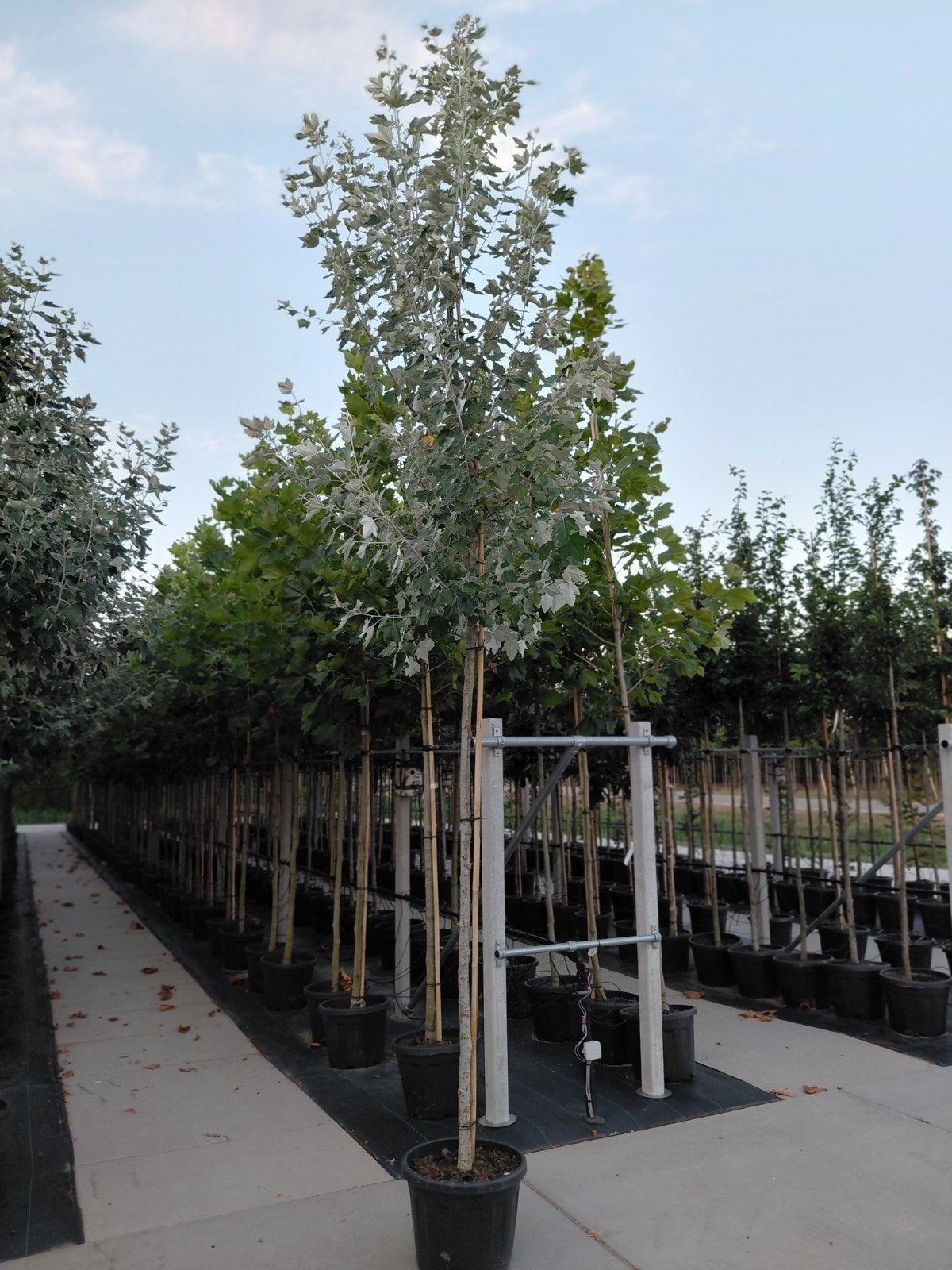 populus alba (witte populier), Tuin en Terras, Planten | Bomen, Overige soorten, Lente, 250 tot 400 cm, Ophalen