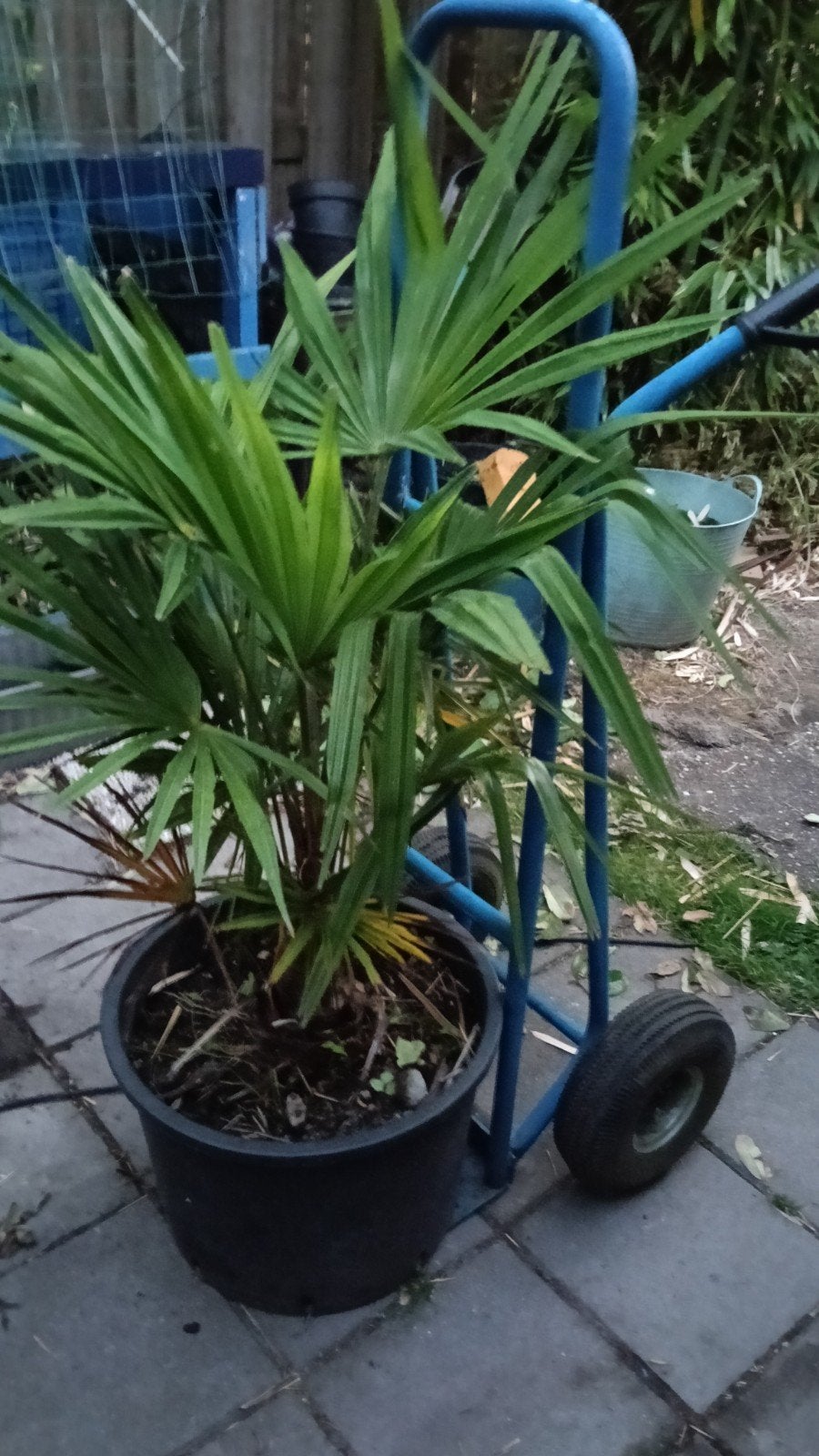Palmboom winterhard, Trachycarpus Fortunei, Volle zon, Vaste plant, Lente, Ophalen