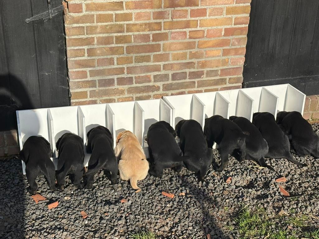 Labrador pups zwart met stamboom nog 1 reu beschikbaar, 8 tot 15 weken, Labrador retriever, Parvo, Meerdere