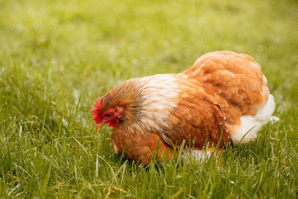 Cochin kriel kippen | Rustige en vriendelijke kippen, Dieren en Toebehoren, Vrouwelijk, Kip