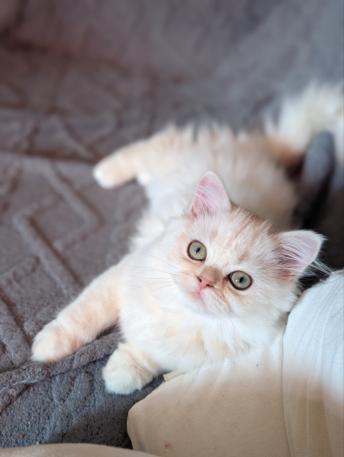 Britse langhaar kitten crème poesje, Meerdere dieren, Gechipt