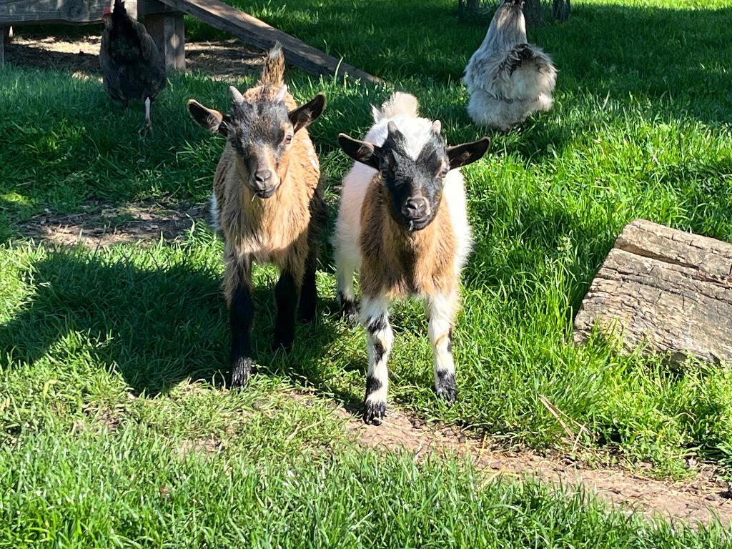 bokjes, Dieren en Toebehoren, Schapen, Geiten en Varkens, Mannelijk, Geit, 0 tot 2 jaar