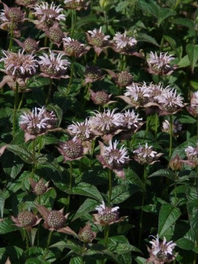 Zaden Monarda bradburiana, Verzenden, Volle zon