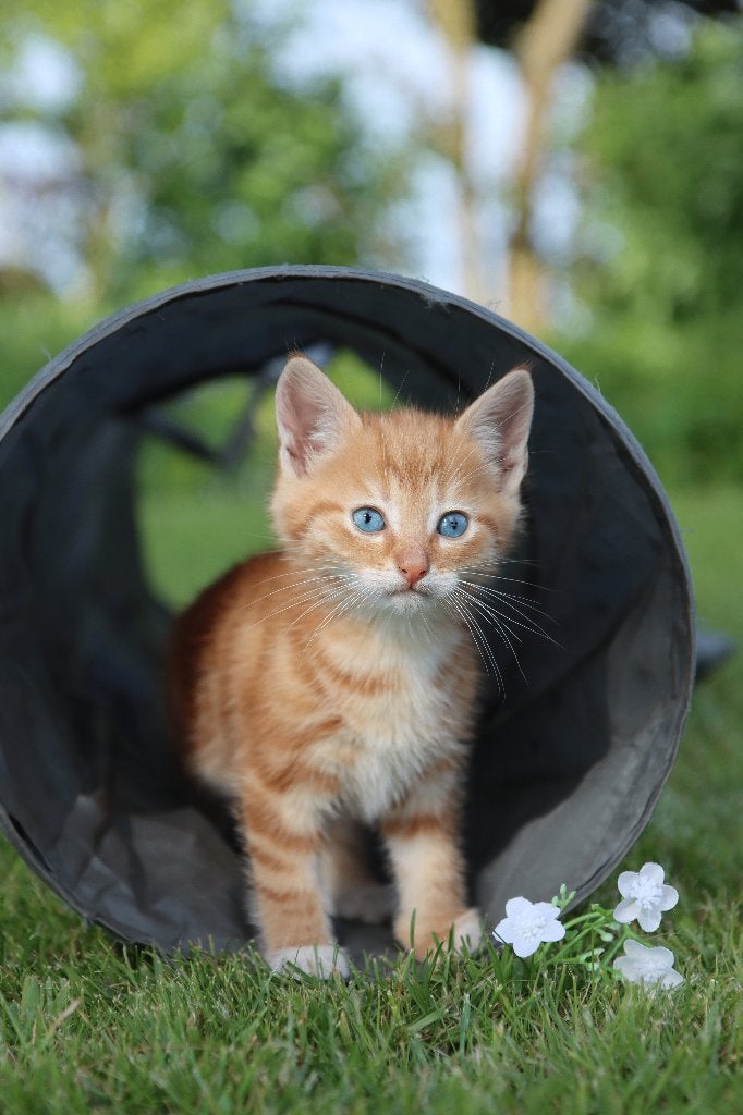 Knappe boerderijkittens zoeken een warm thuis, Meerdere dieren, Kortharig, 0 tot 2 jaar