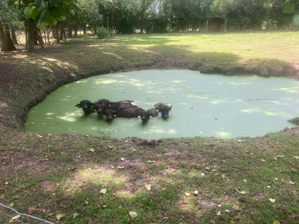 Waterbuffel kalfsvlees van de slager, Ophalen