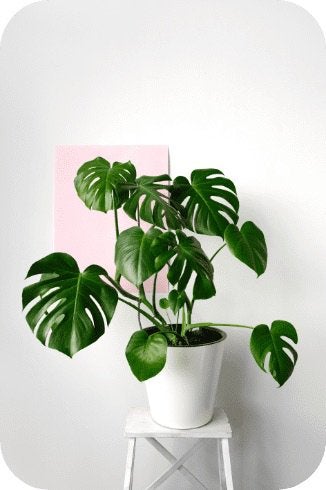 GEZOCHT: gratis planten voor groep 3 lokaal, Rond, Ophalen of Verzenden, Zo goed als nieuw, Minder dan 40 cm