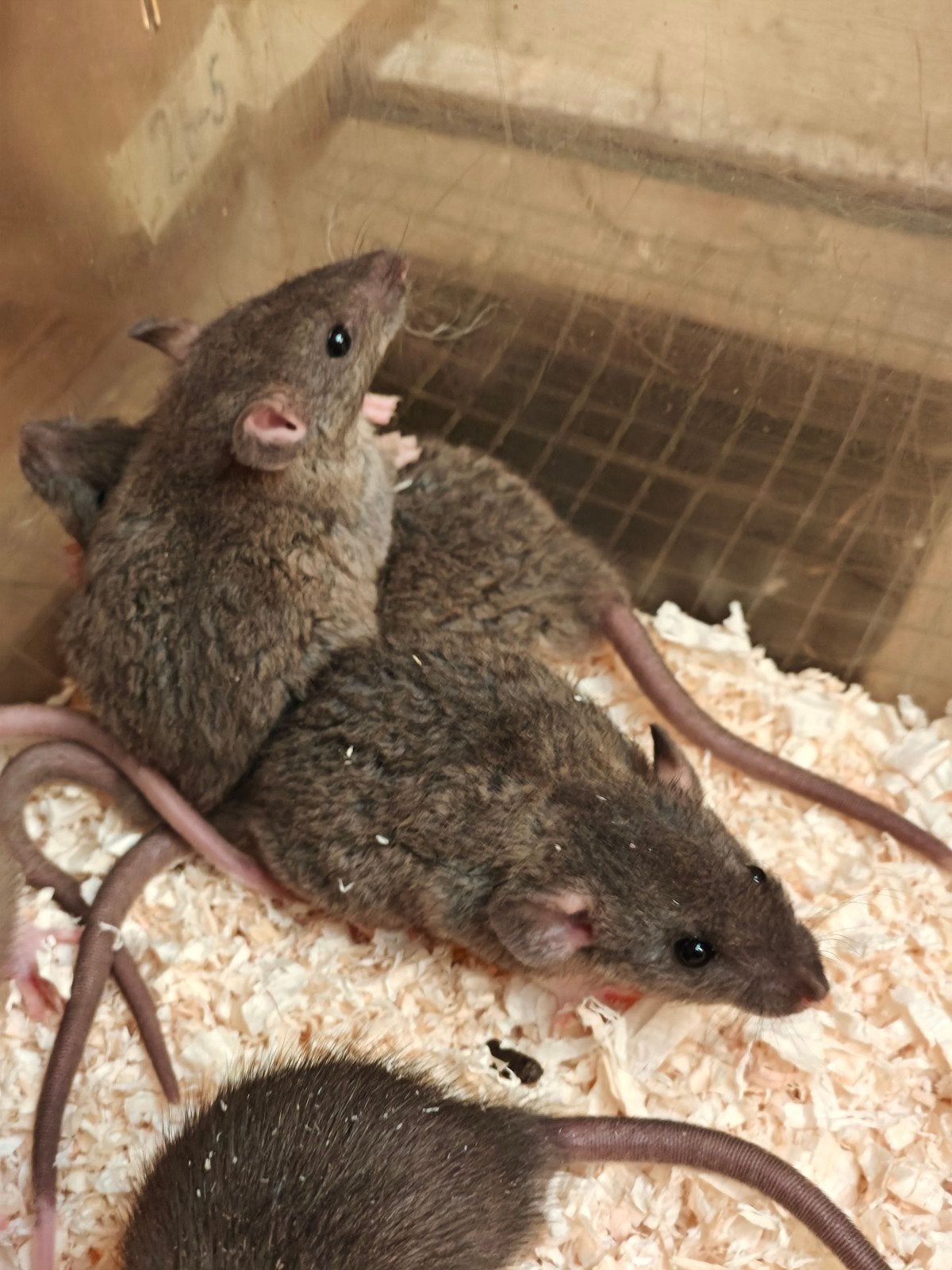 4 tamme rittens man te koop ∆, Dieren en Toebehoren, Knaagdieren, Rat, Mannelijk, Mei, Tam