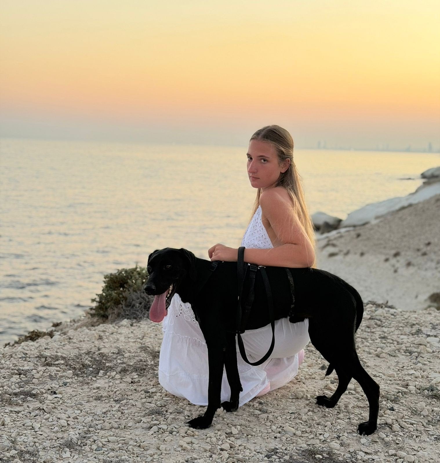 Graf verblijft in Cyprus, Dieren en Toebehoren, Honden | Niet-rashonden, 1 tot 2 jaar, Buitenland, Eén hond, Reu