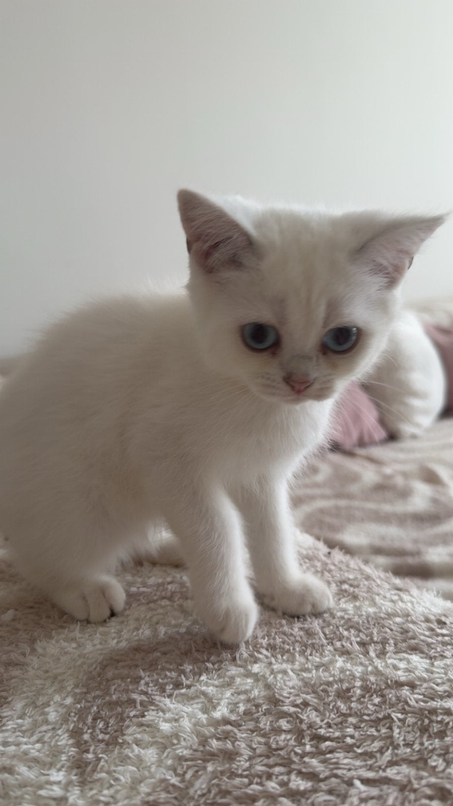 schattige poesjes te koop, Dieren en Toebehoren, Katten en Kittens | Overige Katten, Poes