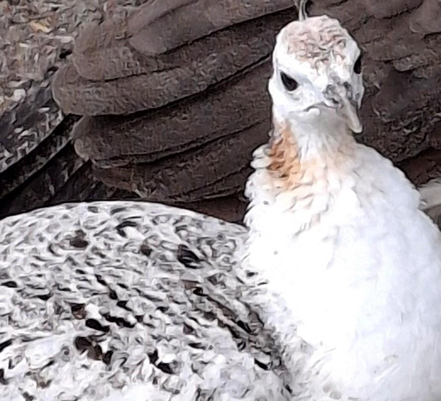 Broedeieren pauw zwartvleugel X blauw Ayam Cemani, Geslacht onbekend, Kip