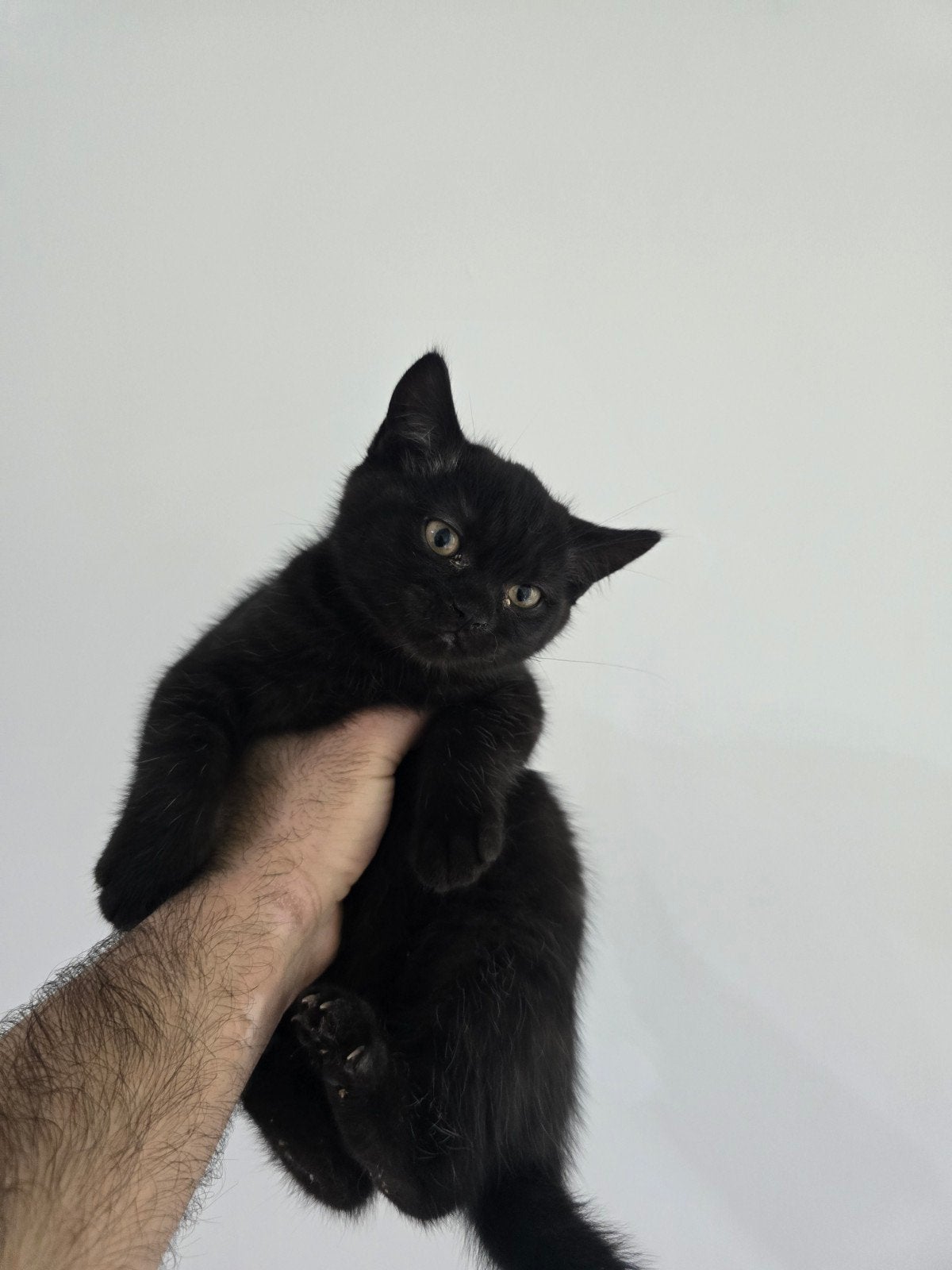 Lieve Ragdoll x British Shorthair kittens zoeken een liefdev, Meerdere dieren, 0 tot 2 jaar