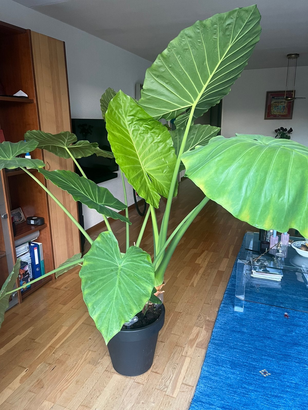 Kamer plant, Ophalen, Overige soorten, Halfschaduw, In pot