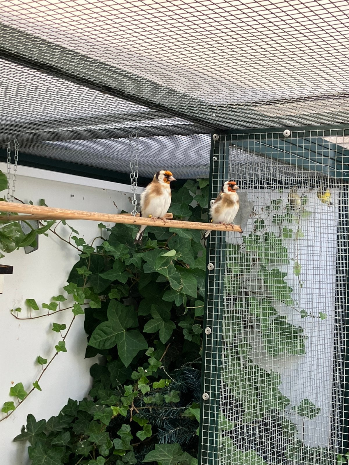 Majoor putters 2026 eigenkweek met DNA, Dieren en Toebehoren, Meerdere dieren, Wildzangvogel