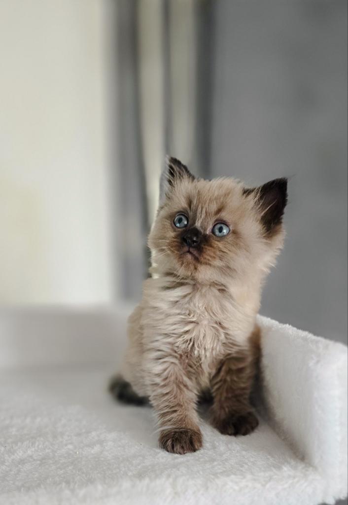 6 raszuivere pluizige Ragdoll kittens te koop🐱, Meerdere dieren